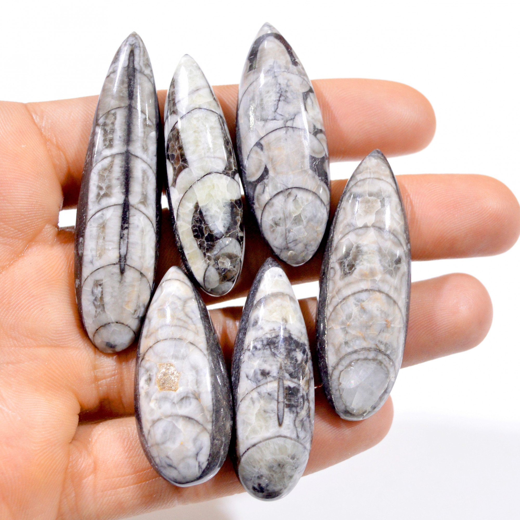 6 Pcs 315 Cts Natural Orthoceras Fossil Loose Gemstone Lot 40x18-60x15mm 3020