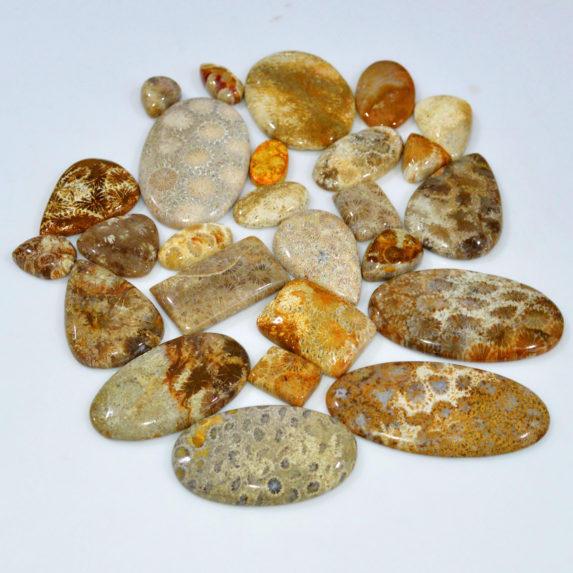25Pcs 972Ct Natural Fossil Coral Loose Cabochon Gemstone Lot Mixed Shapes For Pendants Handmade Jewelry Supplies 55x30 15x10mm 3174